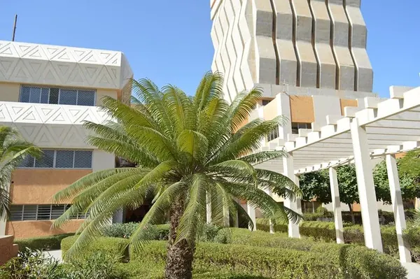 Leafy campus courtyard with a palm tree in front of the buildings